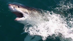 Know your shark attack stats_1811039000321