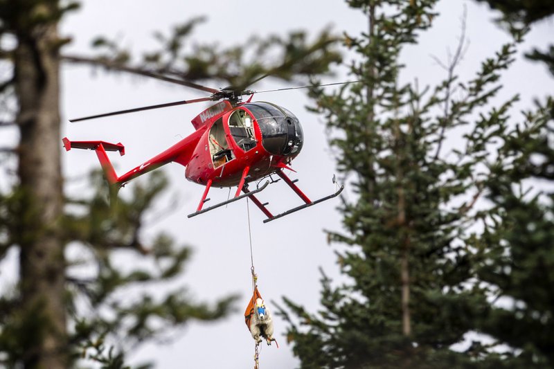 goats airlifted