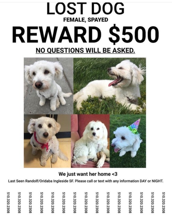 stolen dog_1537474096817.jpg.jpg