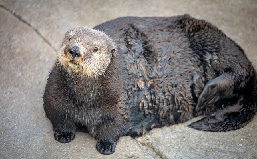 ABBY OTTER MONTEREY BAY AQUARIUM