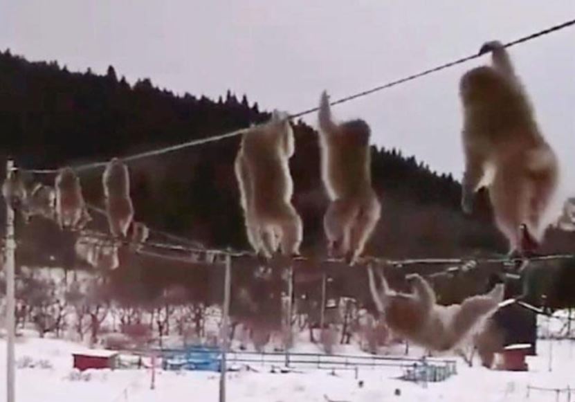 JAPAN SNOW MONKEYS