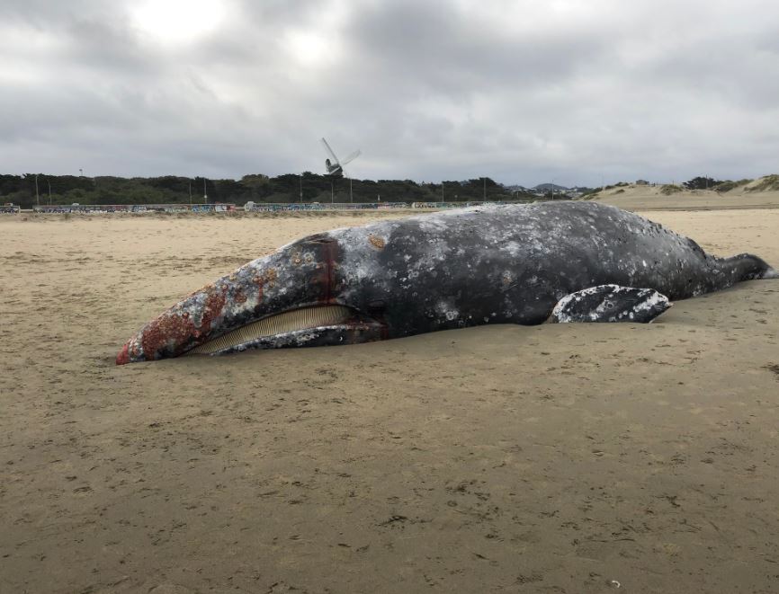 Dead Whale in Ocean Beach