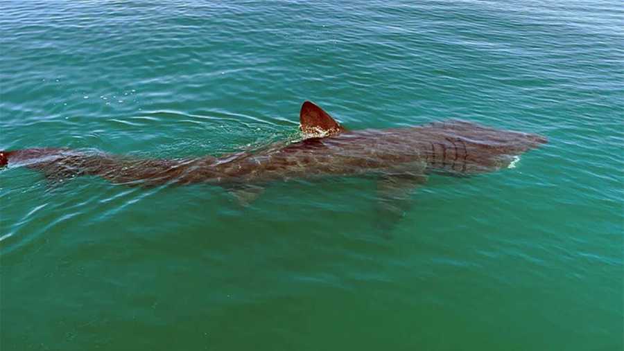 basking shark