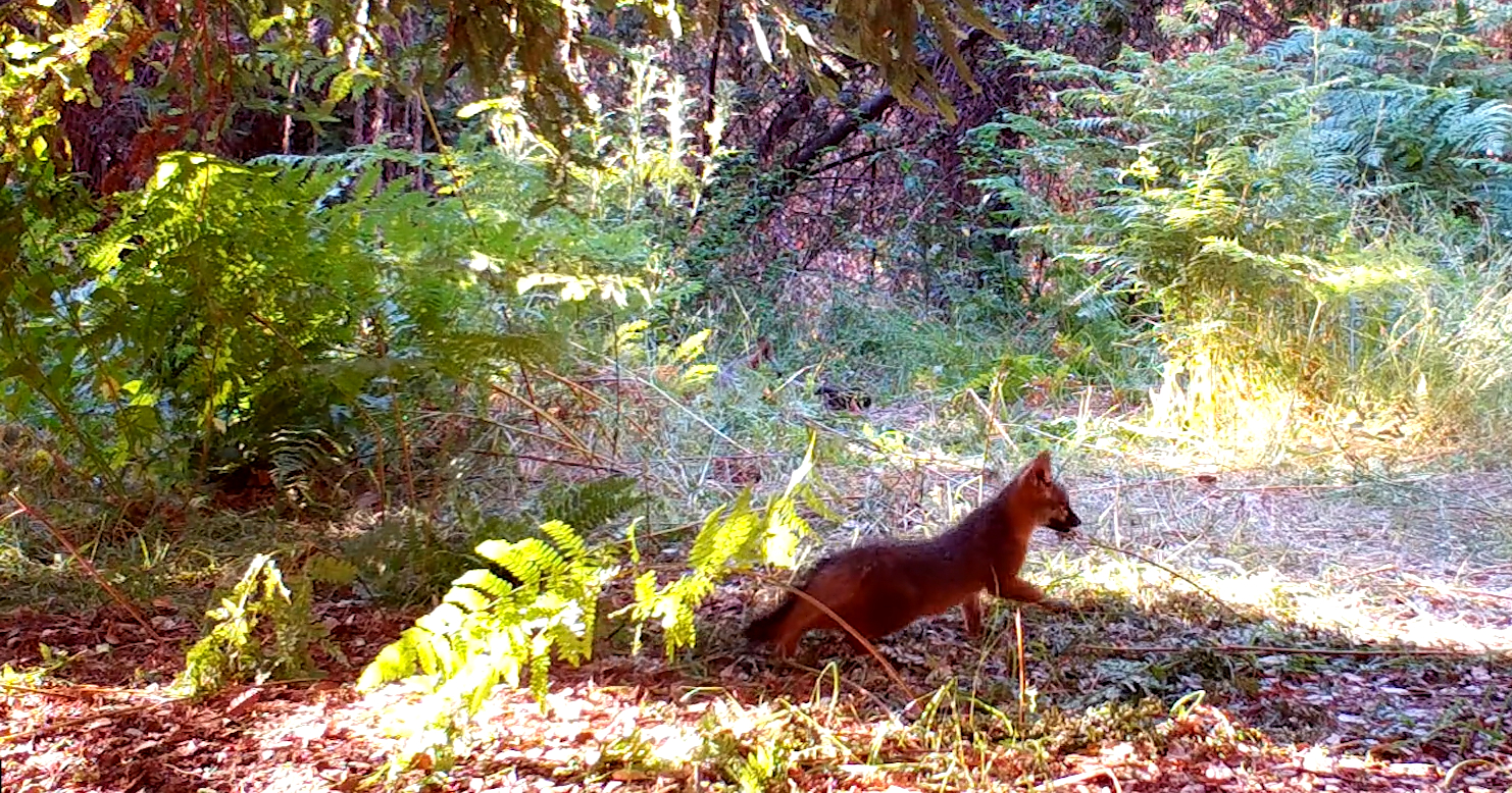 A fox trots through the forest